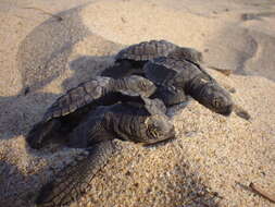 Image of Leatherback sea turtle