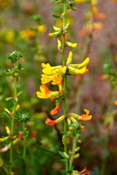 Image of Acmispon glaber