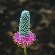 Image of purple prairie clover