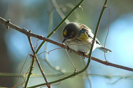 Image of Myrtle Warbler