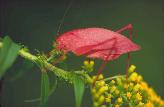 Image of Lesser Angle-winged Katydid