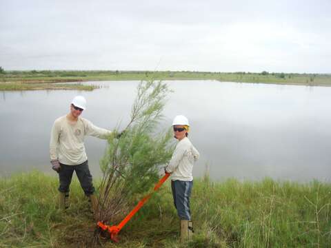 Imagem de Tamarix chinensis Lour.