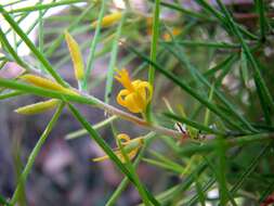 Imagem de Persoonia juniperina Labill.