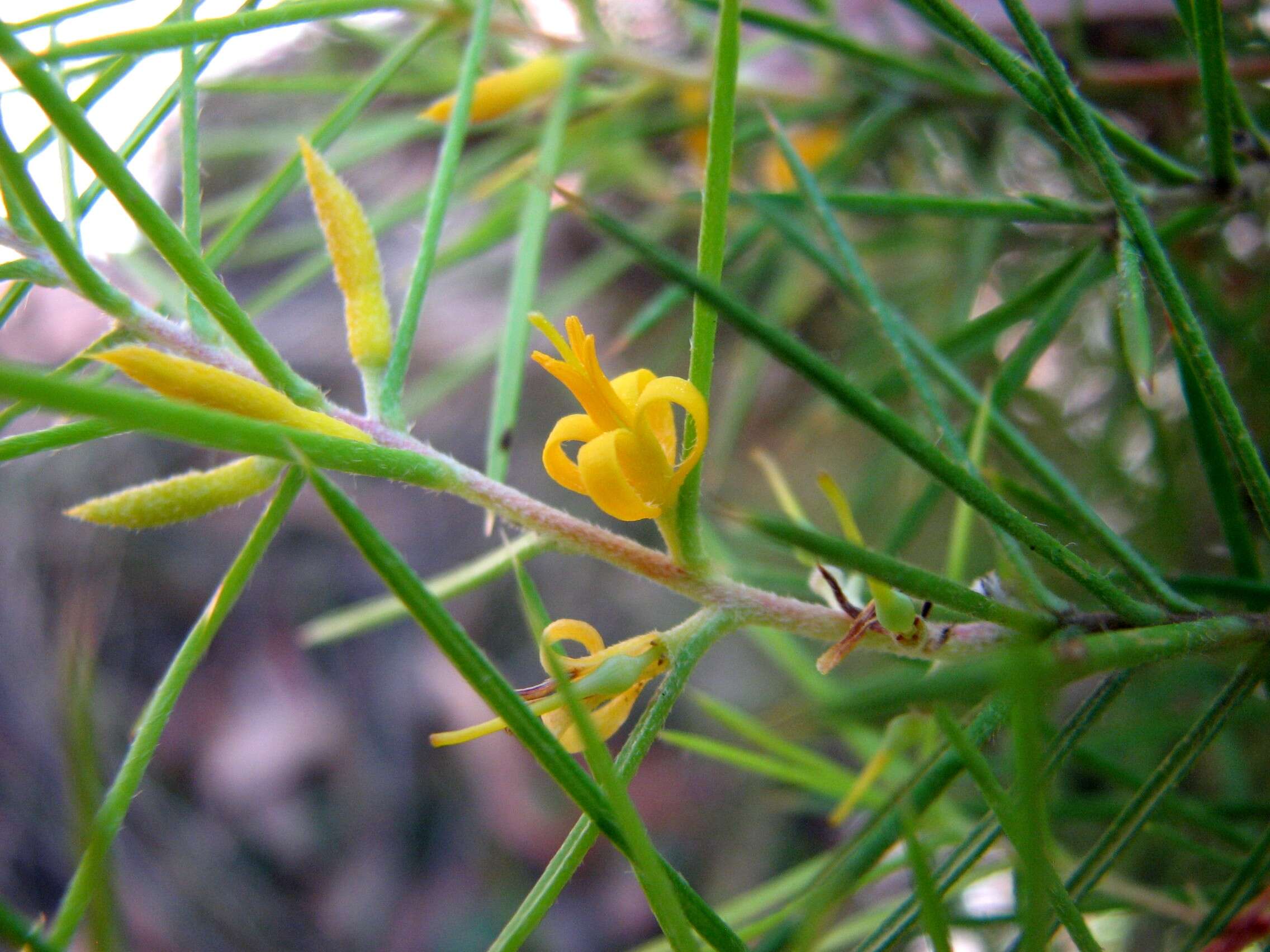 Imagem de Persoonia juniperina Labill.