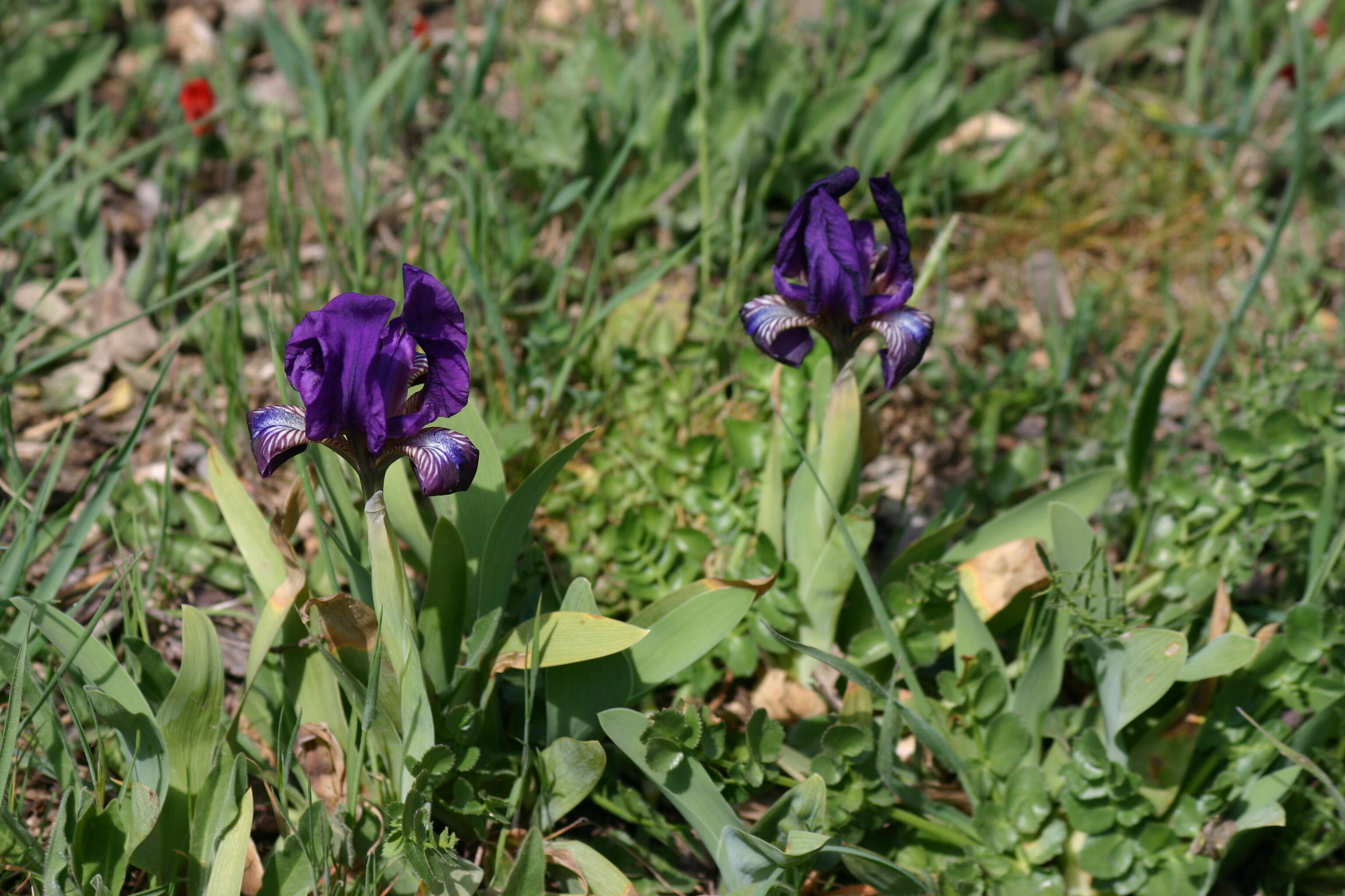 Image of Iris pseudopumila Tineo