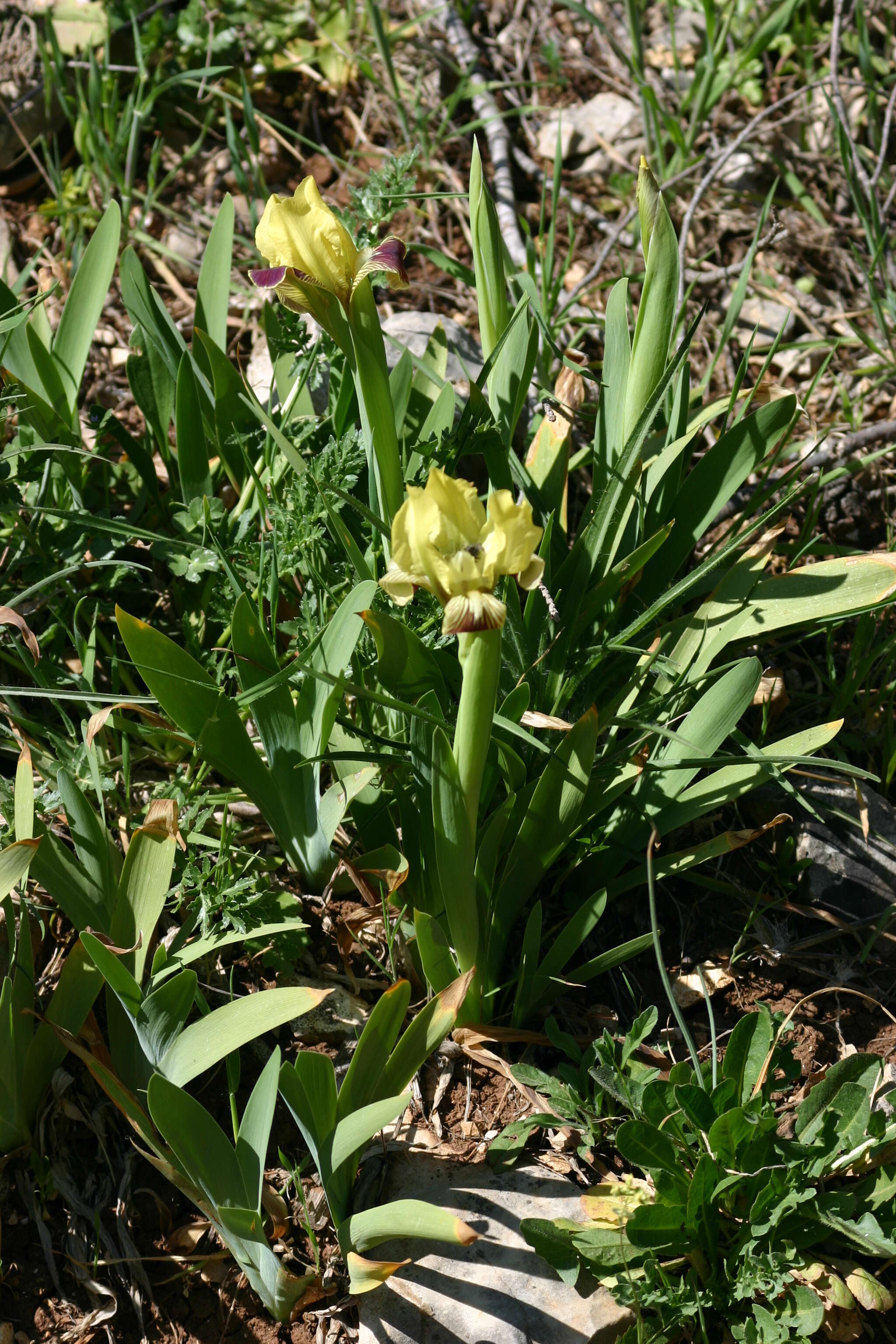 Image of Iris pseudopumila Tineo