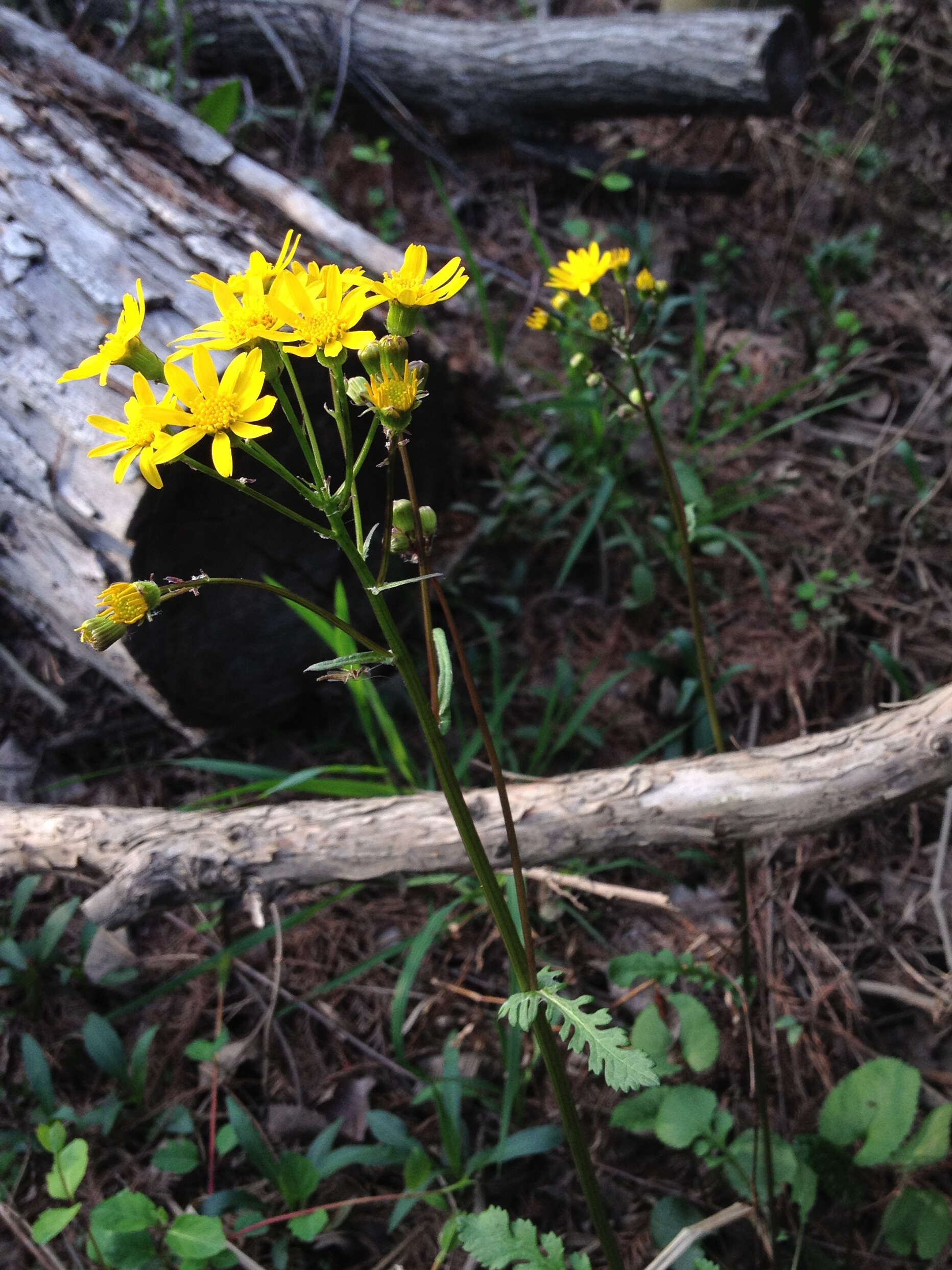 Image of golden ragwort