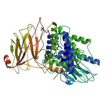 Image of Acinetobacter