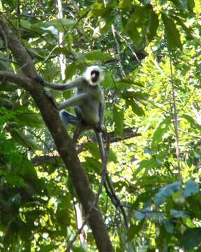 Image of Gray Langur