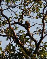 Image of Gray Langur