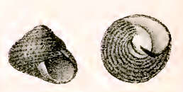 صورة Chlorodiloma Pilsbry 1889