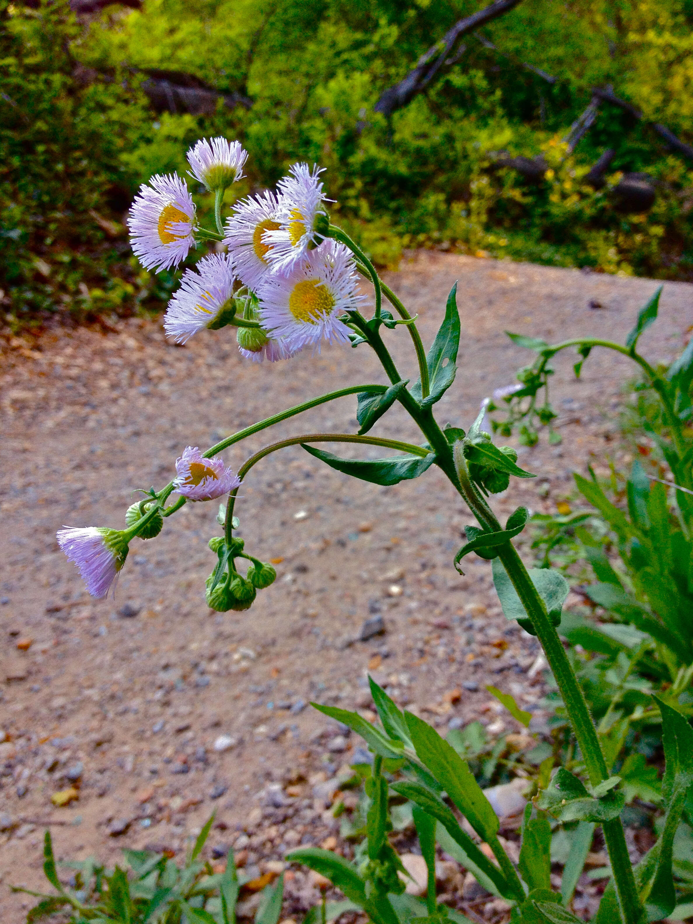 Image of Philadelphia fleabane