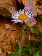 Plancia ëd Erigeron pulchellus Michx.