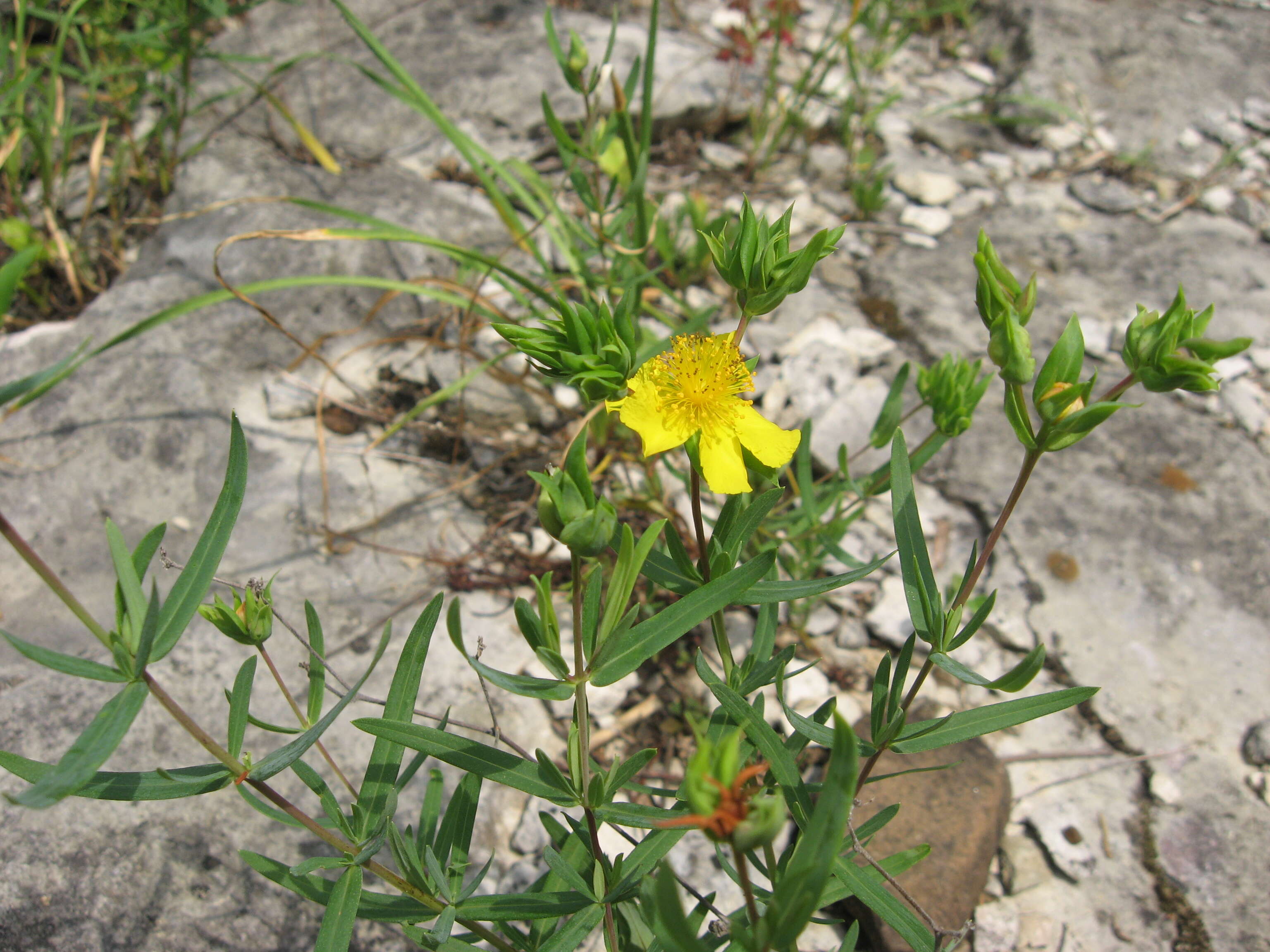 Image of straggling St. Johnswort