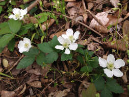 Image of northern dewberry