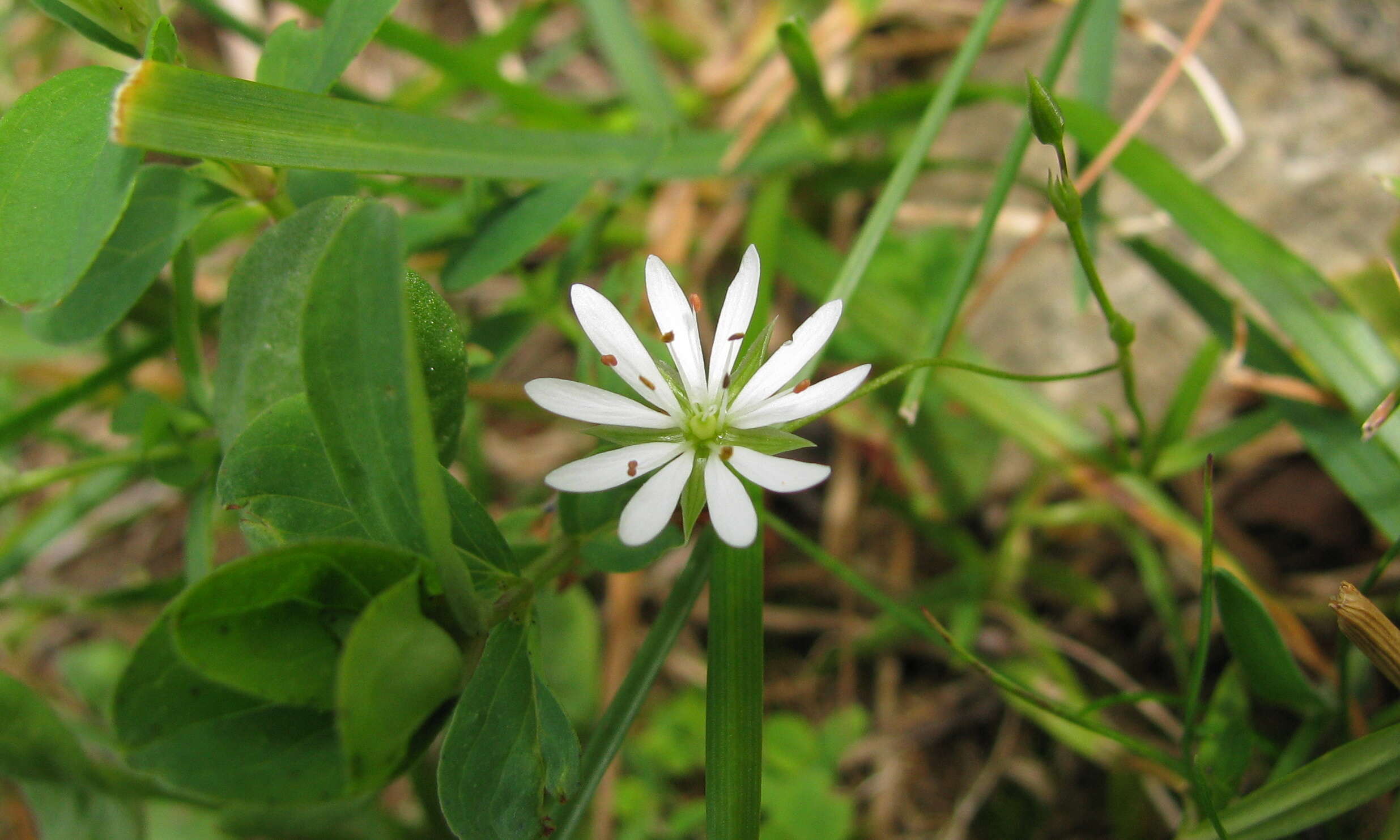 Image of common starwort