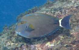 Image of Finelined Surgeonfish