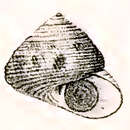 Image of Chlorodiloma millelineata (Bonnet 1864)
