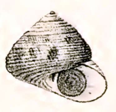 Image of Chlorodiloma millelineata (Bonnet 1864)