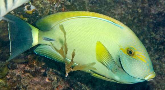 Image of Finelined Surgeonfish