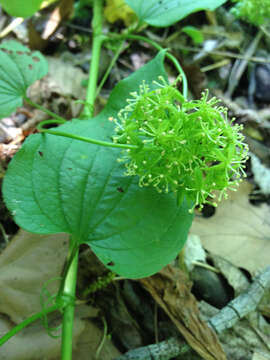 Smilax herbacea L. resmi