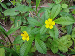 Image of common cinquefoil