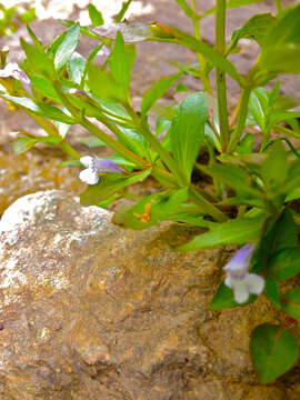 Image of yellowseed false pimpernel