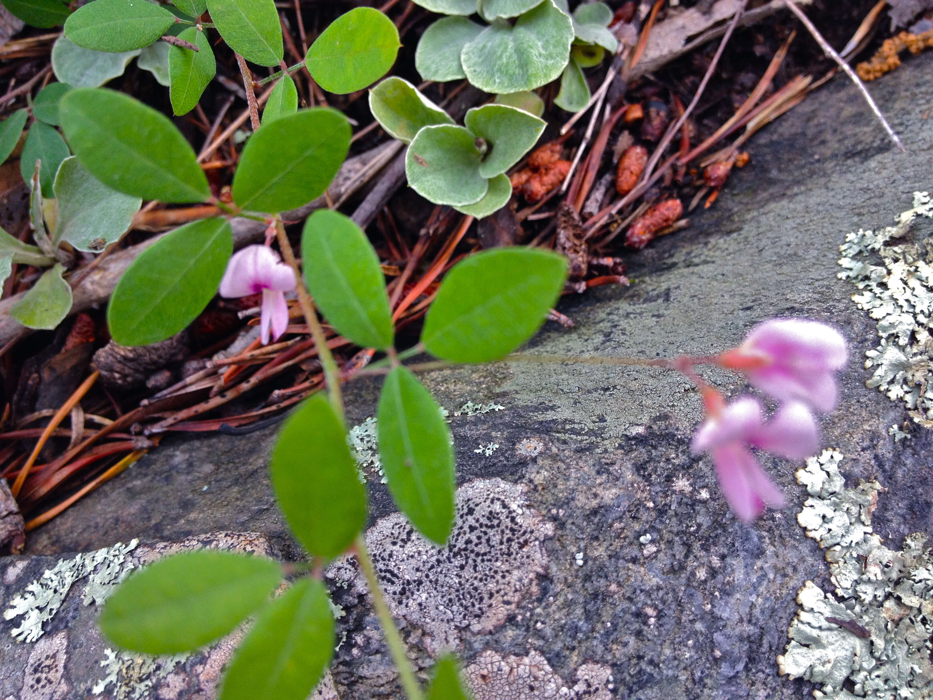 Image de Lespedeza repens (L.) W. P. C. Barton