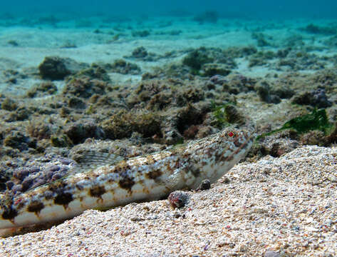 Image of Sand lizardfish