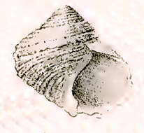 Image of Tallorbis roseola G. Nevill & H. Nevill 1869