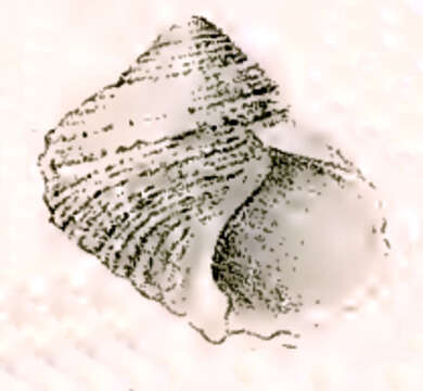 Image of Tallorbis roseola G. Nevill & H. Nevill 1869