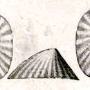 Image of Broderipia eximia G. Nevill & H. Nevill 1869