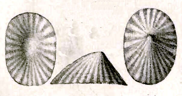 Image of Broderipia eximia G. Nevill & H. Nevill 1869