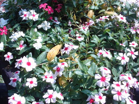 Image of Madagascar periwinkle