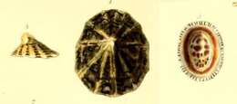 Sivun Scurria variabilis (G. B. Sowerby I 1839) kuva