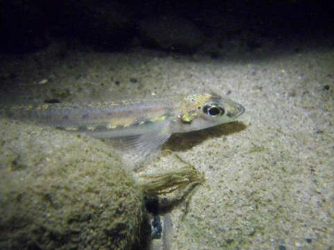 Image of Diamond Darter