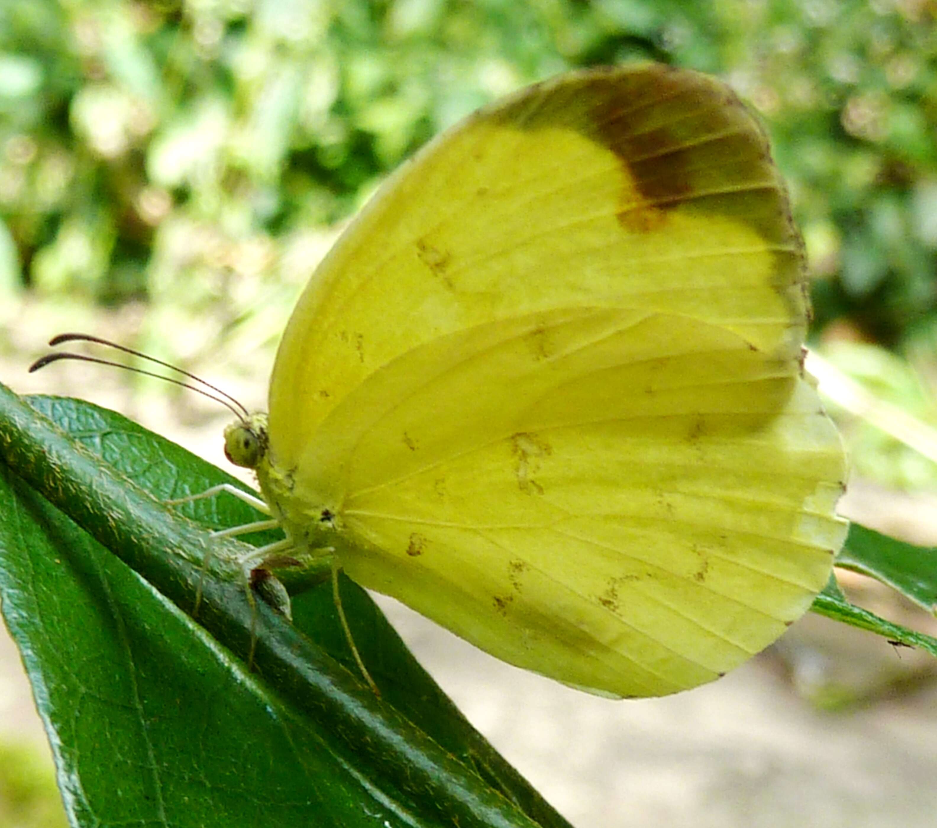 Слика од Eurema hecabe (Linnaeus 1758)