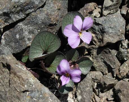 Image of Flett's Violet