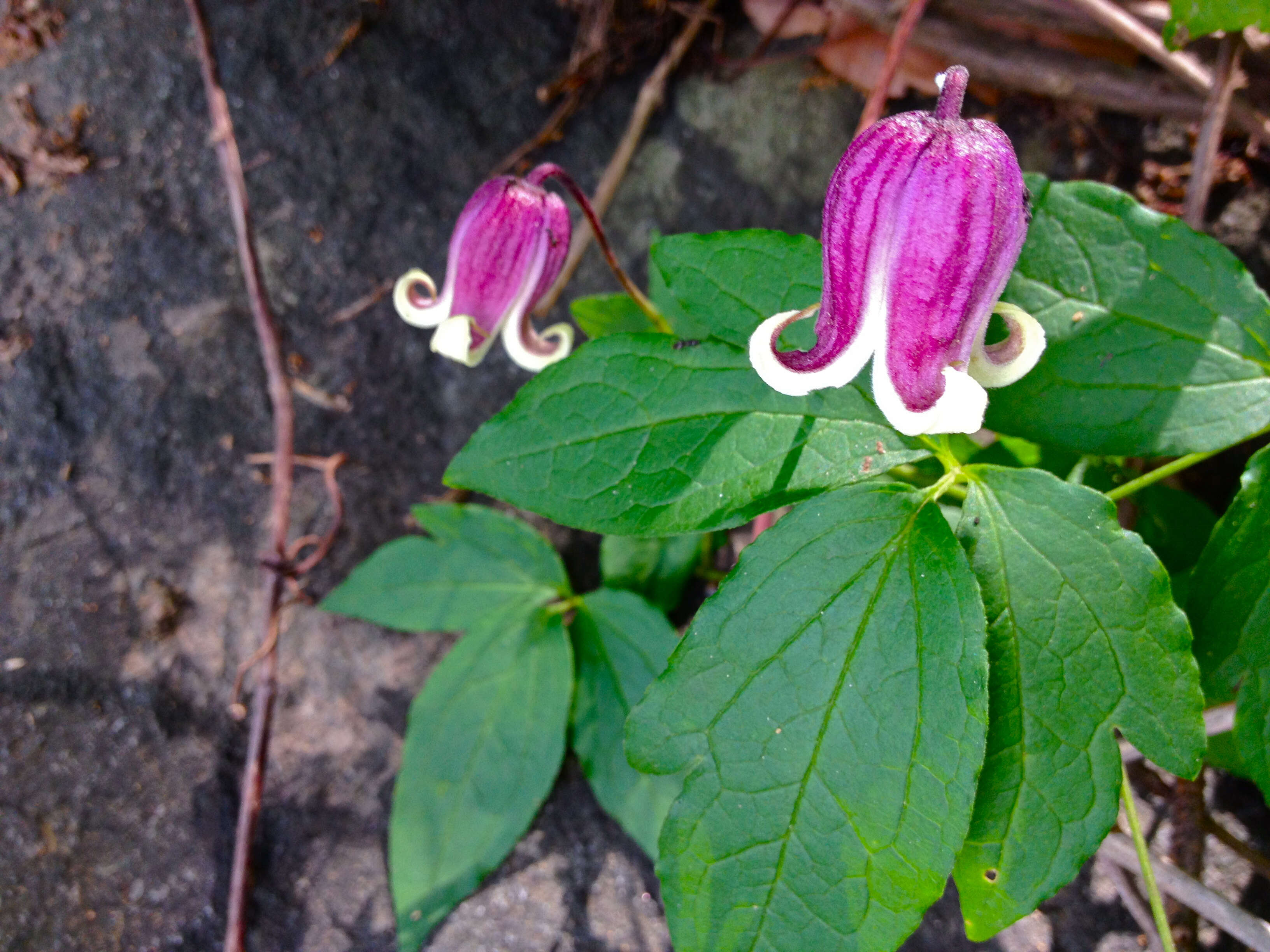 Imagem de Clematis viorna L.