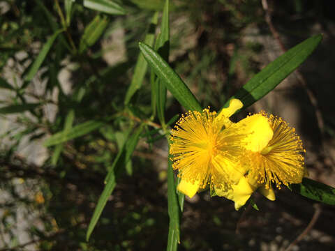 Image of shrubby St. Johnswort