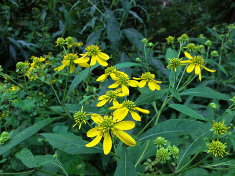 Слика од Verbesina alternifolia (L.) Britt. ex Kearney