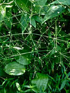 Image of American water plantain