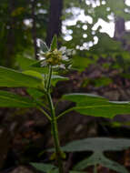 Polymnia canadensis L. resmi