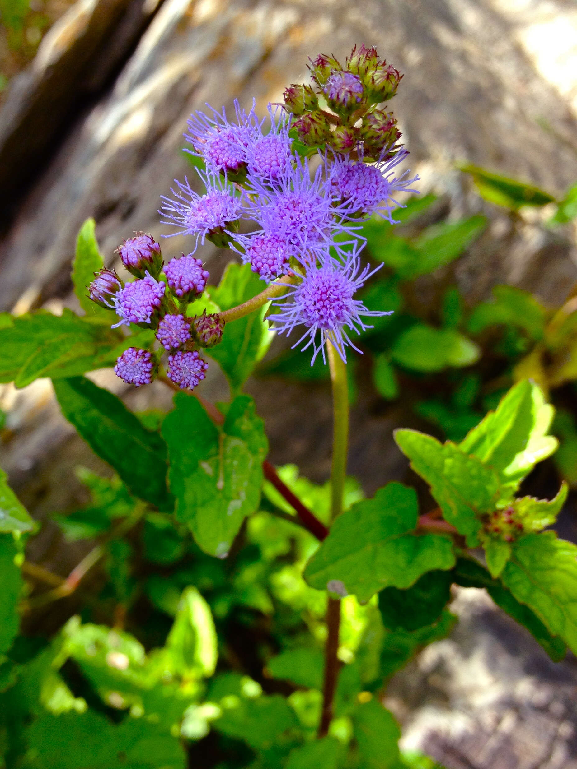 Sivun Conoclinium coelestinum (L.) DC. kuva