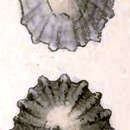 Image of Broderipia nitidissima Deshayes 1863