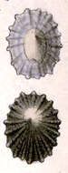 Image of Broderipia nitidissima Deshayes 1863