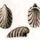 Image of Broderipia rosea (Broderip 1834)