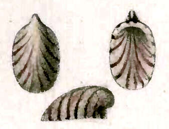 Image of Broderipia rosea (Broderip 1834)