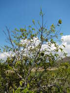 Image of soursop