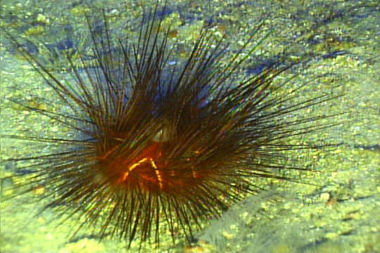 Image of Pale spine fire urchin